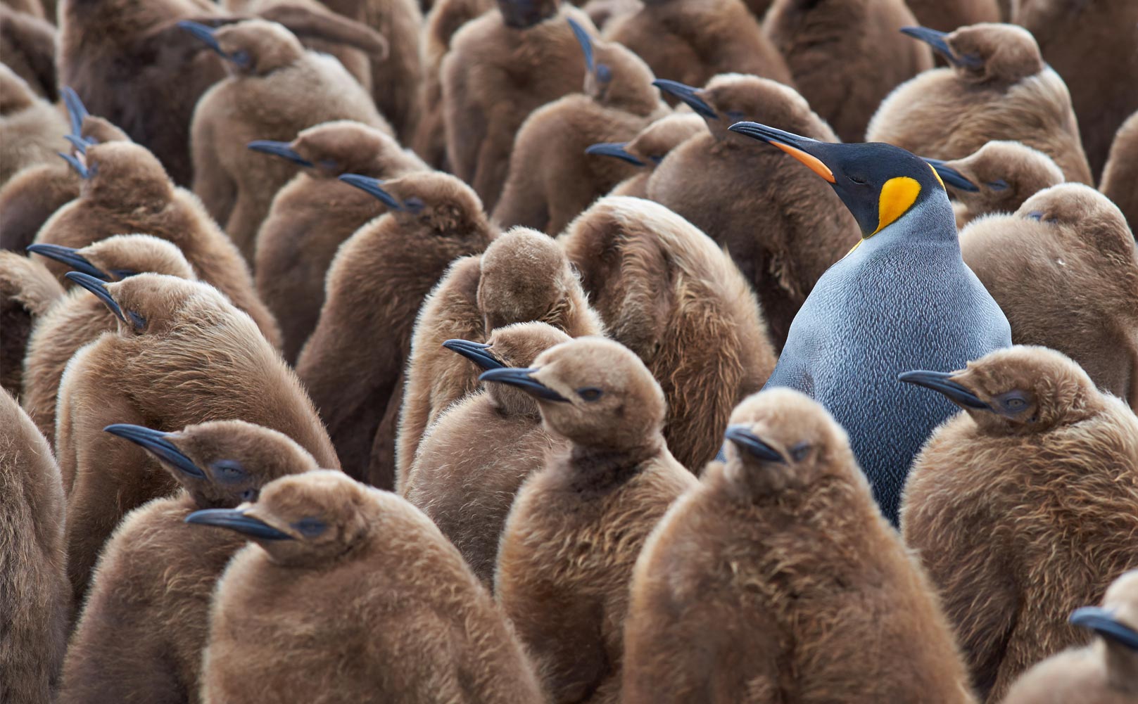 Stand out from the crowd